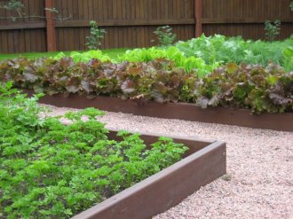Декоративный огород, фрагмент с салатами, фото сайта 