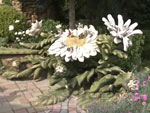 Ландшафтные хитрости, 104 серия. Камень, плитка и цветы в саду Ирины Хоменко
