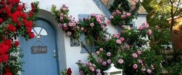 Плетущиеся розы на стене